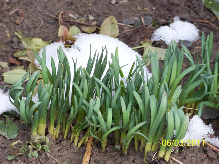 100_9849 - Iarna 2010  2011