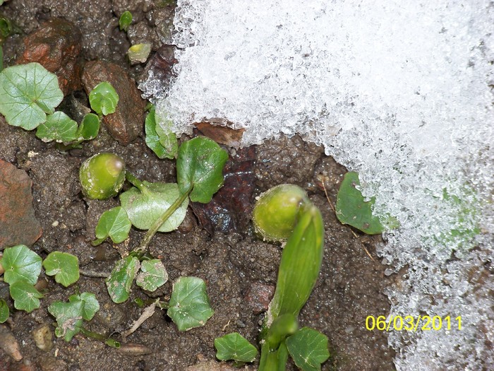 100_9856 - Iarna 2010  2011