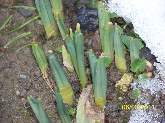 100_9857 - Iarna 2010  2011