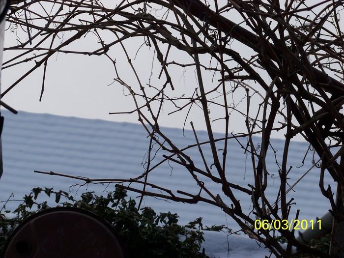 100_9859 - Iarna 2010  2011