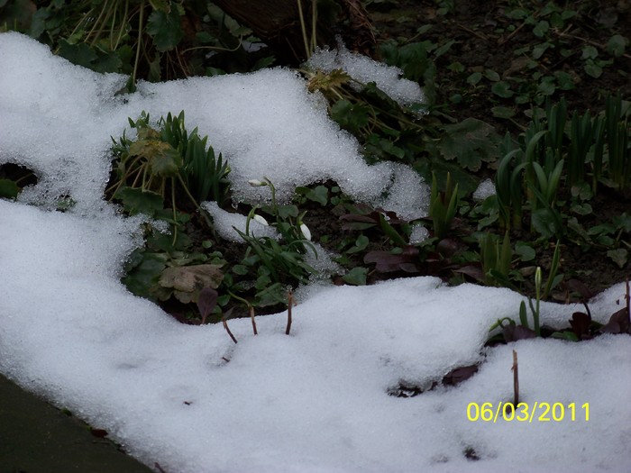 100_9862 - Iarna 2010  2011