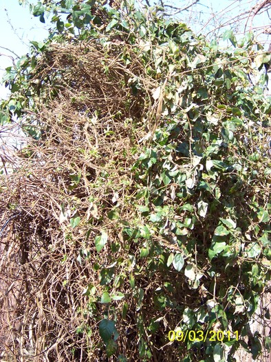 100_9922 - Iarna 2010  2011