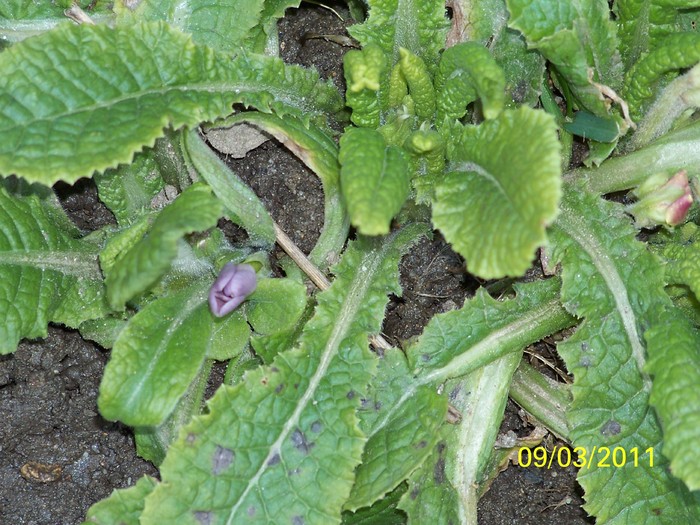 100_9923 - Iarna 2010  2011