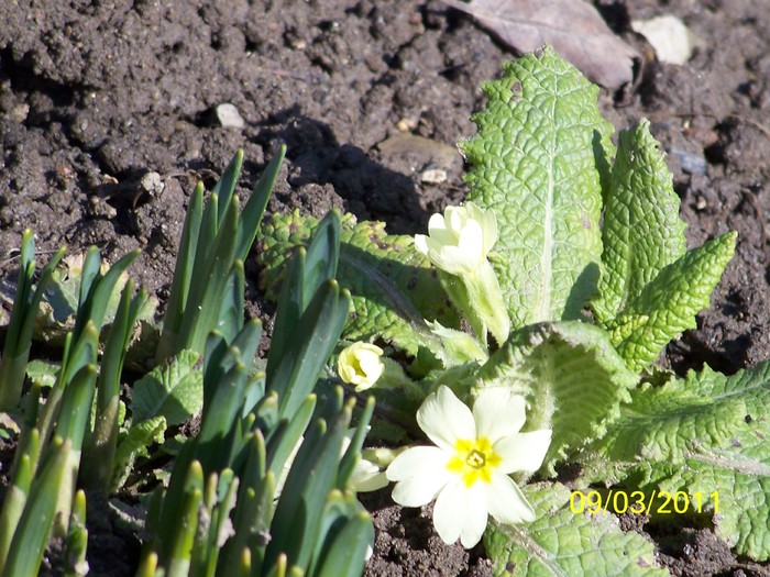 100_9924 - Iarna 2010  2011