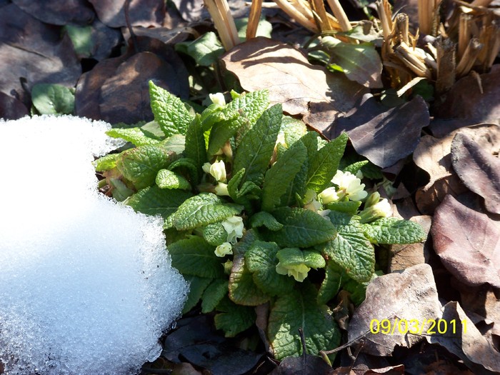 100_9927 - Iarna 2010  2011