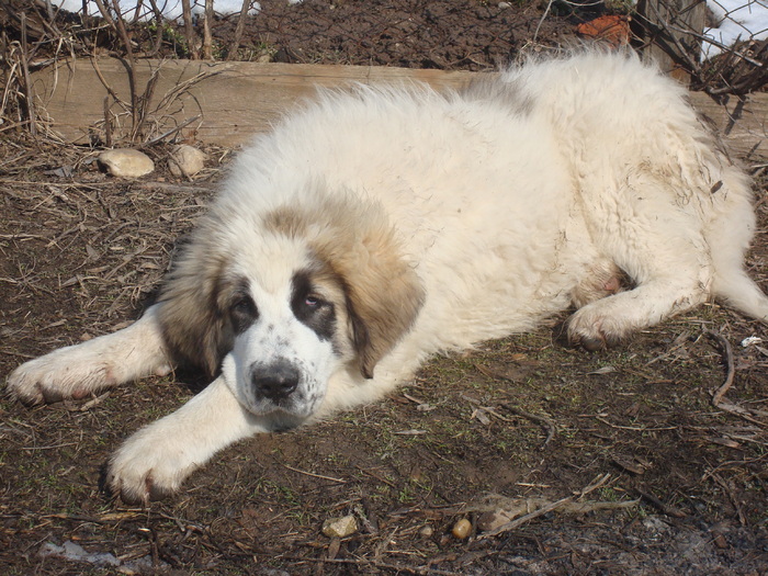 DSC01478; PIN de PLAI VRANCEAN 4,5 luni
