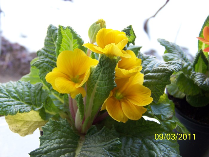 100_9905 - 10 Frumusele