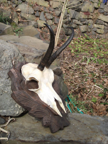 Capra neagra_375 de lei