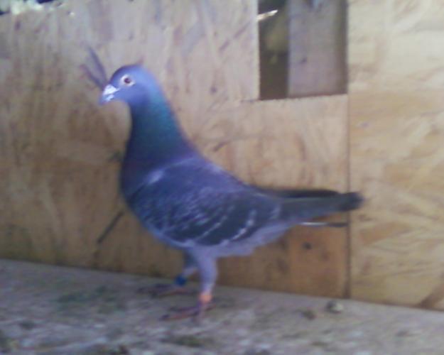 1269122622 81834764 1 Vand Porumbei Voiajori Tardivi Originali Mislea Porumbei Voiajori Madalin14