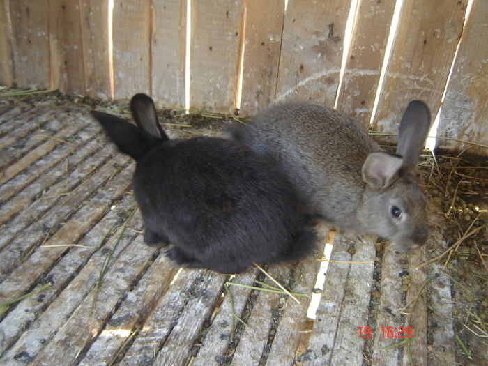 21925486_THPSQODCD - POZE IEPURI DE RASA