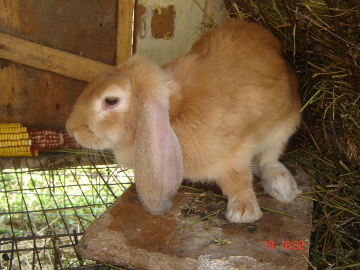 21925487_DPUGRWXOF - POZE IEPURI DE RASA