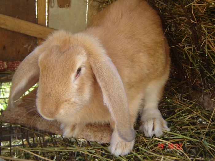 21925492_MMAUGHJZY - POZE IEPURI DE RASA