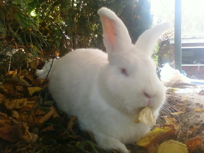 23226799_PYSXCKFSG - POZE IEPURI DE RASA