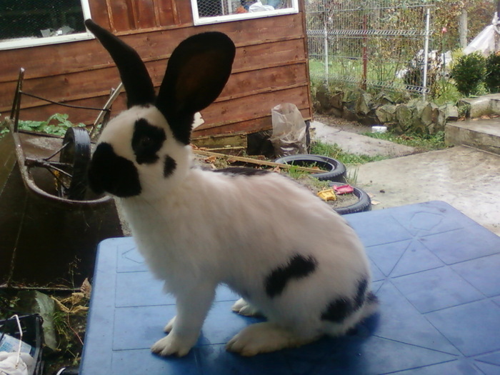 23258479_IMCWDNBHV - POZE IEPURI DE RASA