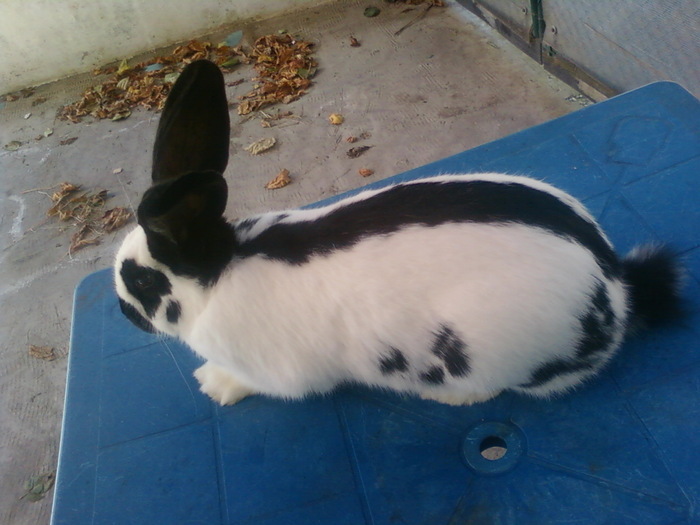 23362469_GJPAXZHXV - POZE IEPURI DE RASA