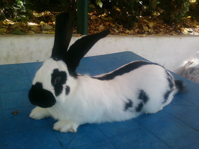 23362471_ADHXDSIXK - POZE IEPURI DE RASA