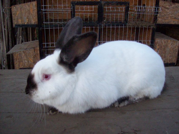 23391016_EQHPHWFAI - POZE IEPURI DE RASA