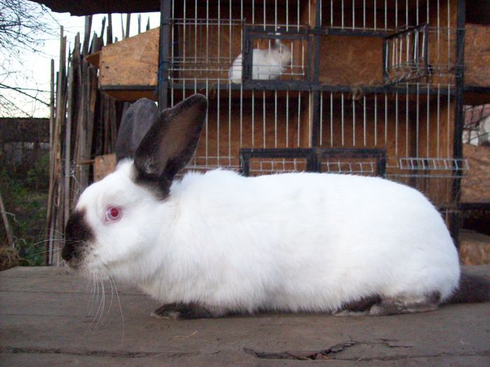 23391051_HVOZWZAVP - POZE IEPURI DE RASA