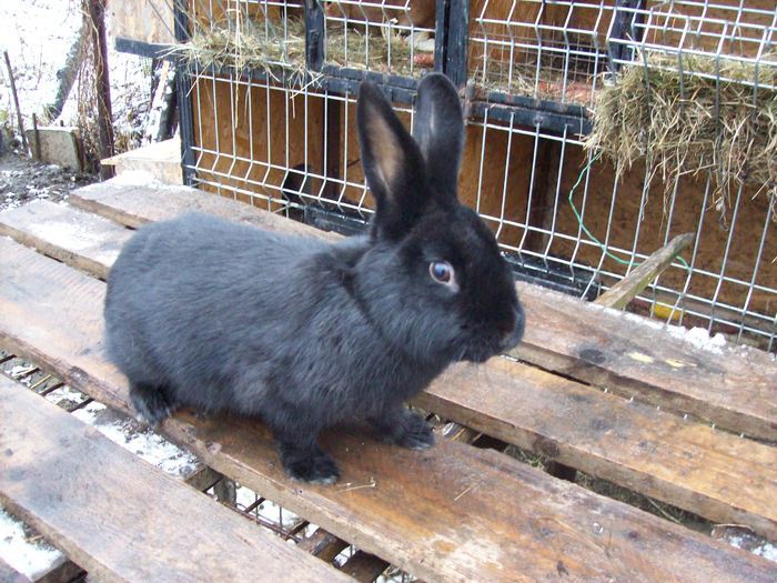 25419693_EOOCTULSD - POZE IEPURI DE RASA