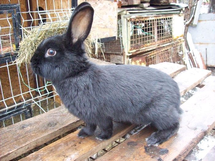 25419722_GNMQMHKQY - POZE IEPURI DE RASA