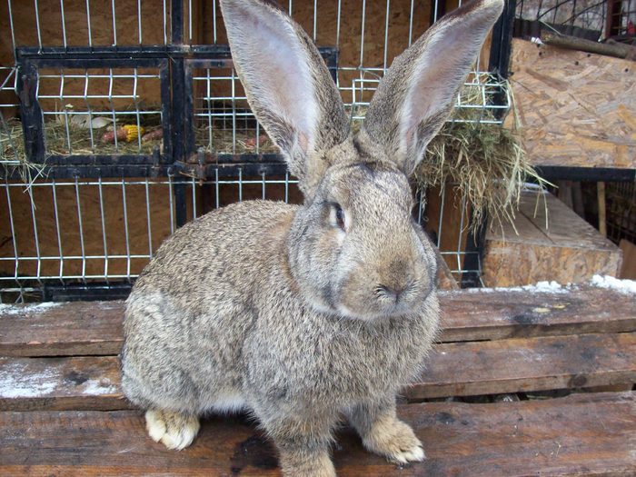 25420598_LLUHZGAMB - POZE IEPURI DE RASA