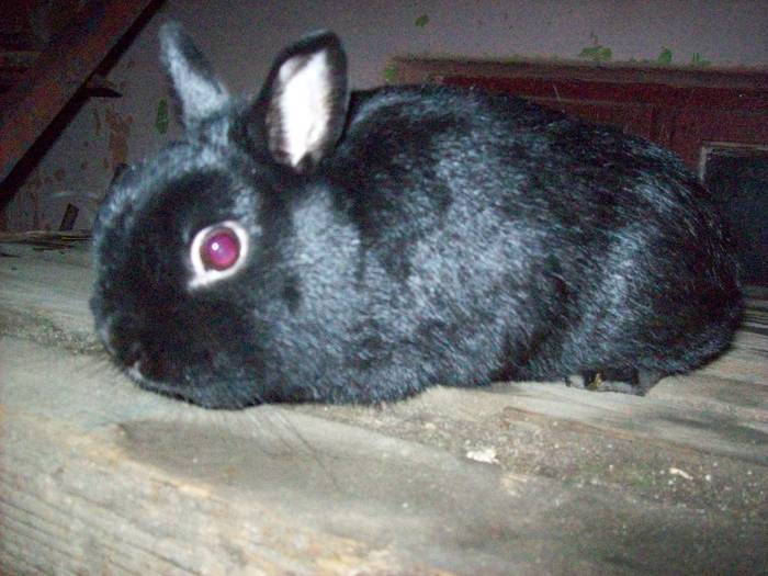 25449144_PTWGJEMAI - POZE IEPURI DE RASA