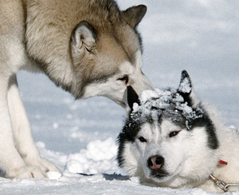 0,,214335,00 - animale 2202