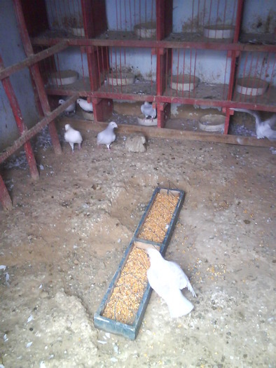 14610635 - POZE TOTE RASELE DE PORUMBEI_RASE NATIONALE -- INTERNATIONALE