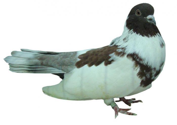 ciungdeploiesti1 - POZE TOTE RASELE DE PORUMBEI_RASE NATIONALE -- INTERNATIONALE