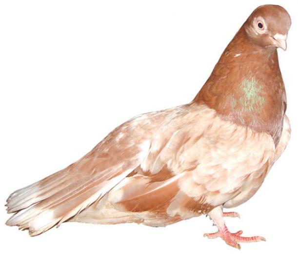 dungatgagiurom1 - POZE TOTE RASELE DE PORUMBEI_RASE NATIONALE -- INTERNATIONALE