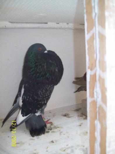 gaditanos2 - POZE TOTE RASELE DE PORUMBEI_RASE NATIONALE -- INTERNATIONALE