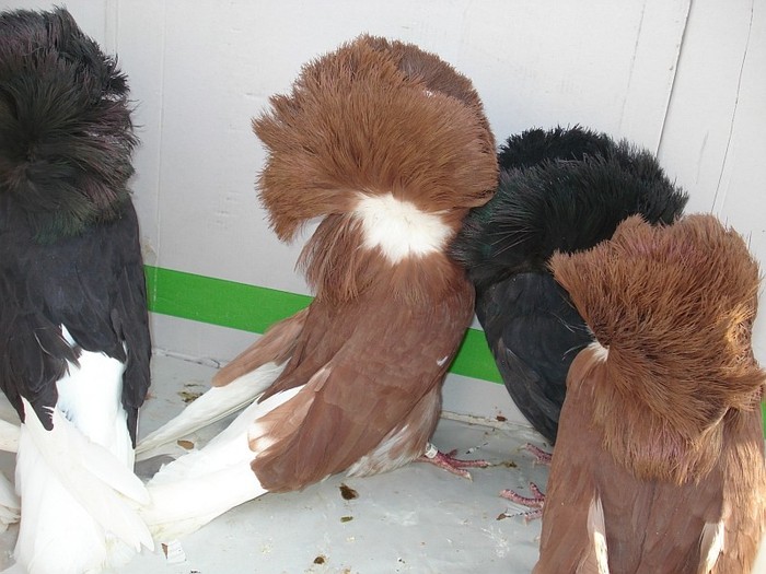 gulerat3 - POZE TOTE RASELE DE PORUMBEI_RASE NATIONALE -- INTERNATIONALE