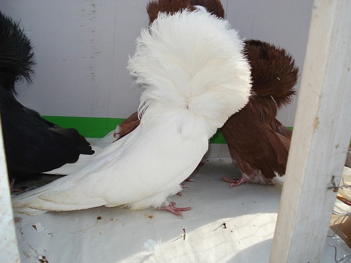 gulerat4 - POZE TOTE RASELE DE PORUMBEI_RASE NATIONALE -- INTERNATIONALE