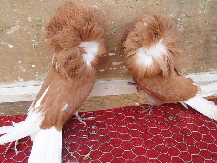 gulerat6 - POZE TOTE RASELE DE PORUMBEI_RASE NATIONALE -- INTERNATIONALE