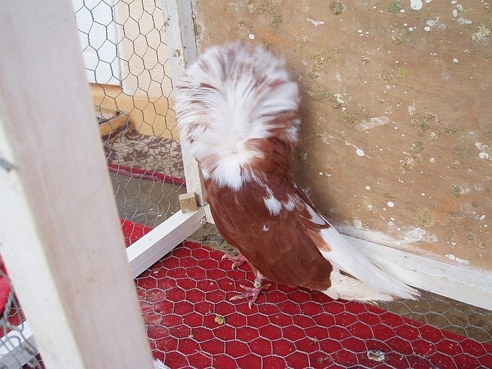 gulerat9 - POZE TOTE RASELE DE PORUMBEI_RASE NATIONALE -- INTERNATIONALE