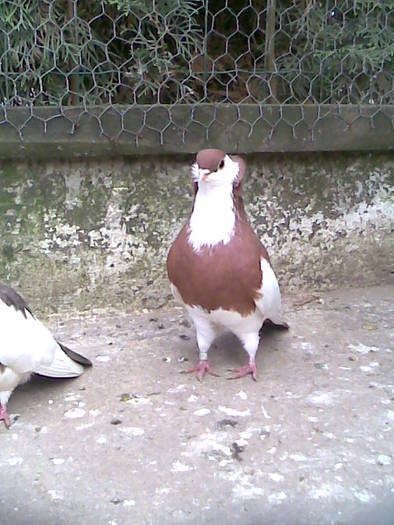 GZFFMBNNZFHJJCUXZCC - POZE TOTE RASELE DE PORUMBEI_RASE NATIONALE -- INTERNATIONALE