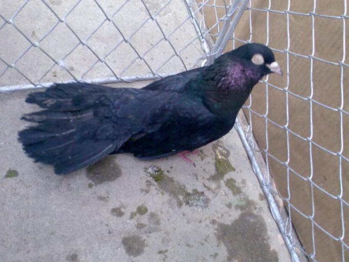 jucrollerdetimisoara2 - POZE PORUMBEI ALBUM 2