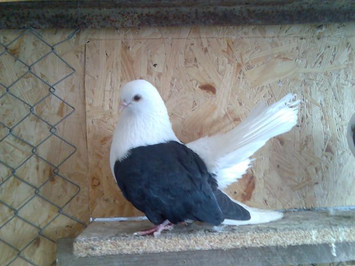 juctaganrog1 - POZE PORUMBEI ALBUM 2