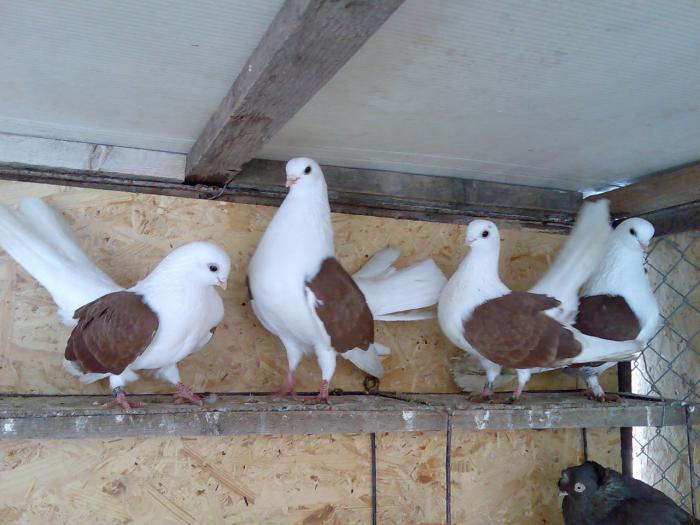 juctaganrog2 - POZE PORUMBEI ALBUM 2