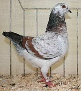 porumbei-triganini-modenezi-1