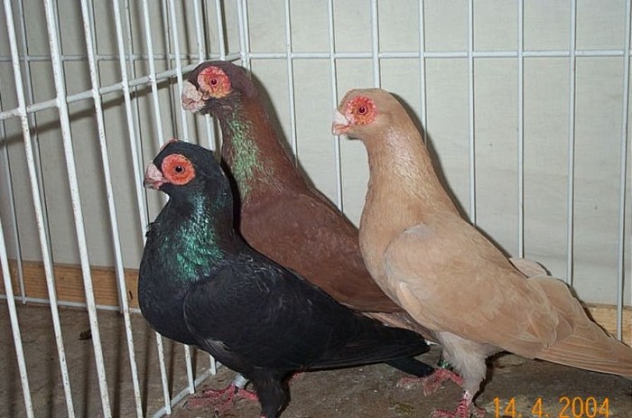 porumbel_indian - POZE PORUMBEI ALBUM 2