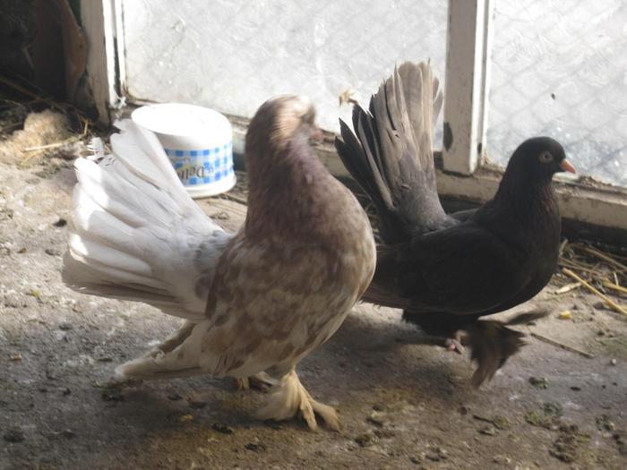 Roller_de_Debrecen1 - POZE PORUMBEI ALBUM 2