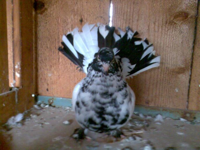 rollerdecluj1 - POZE PORUMBEI ALBUM 2