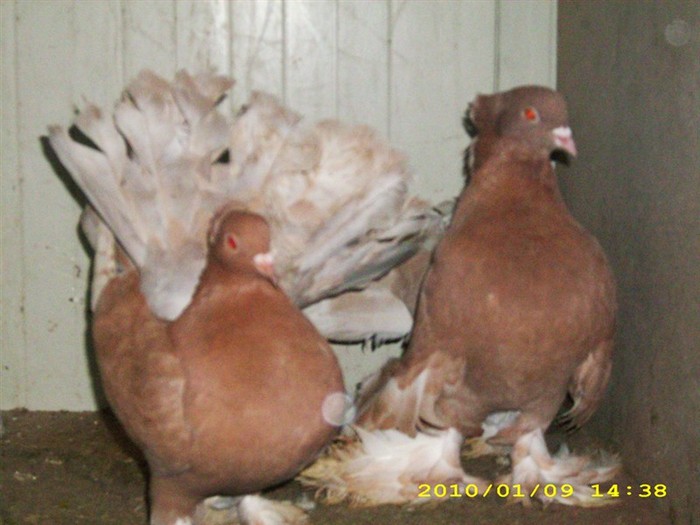 rotatindian4 - POZE PORUMBEI ALBUM 2