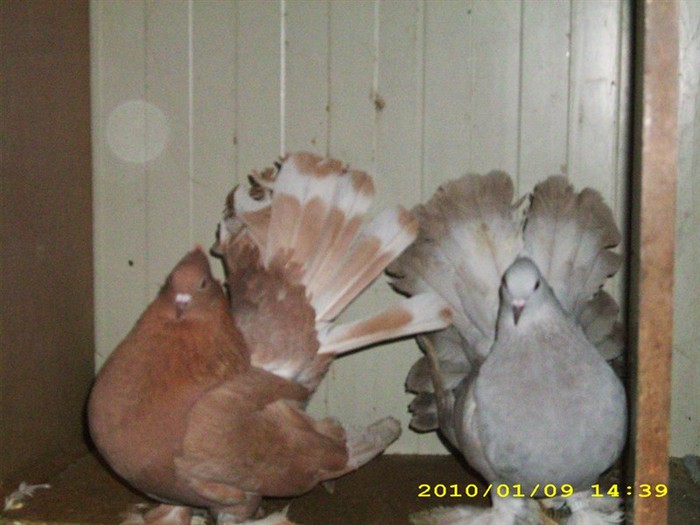 rotatindian5 - POZE PORUMBEI ALBUM 2