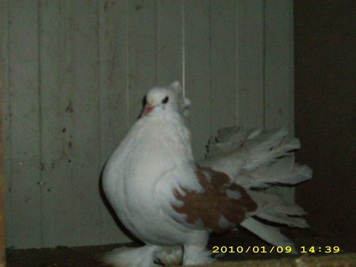 rotatindian6 - POZE PORUMBEI ALBUM 2