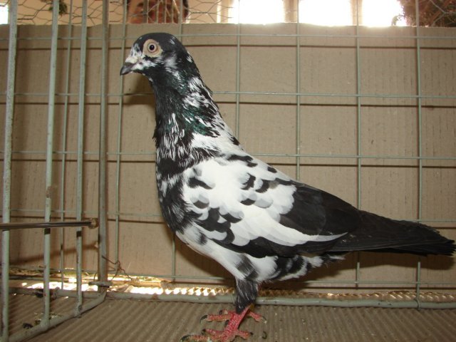 tippler_englez2 - POZE PORUMBEI ALBUM 2