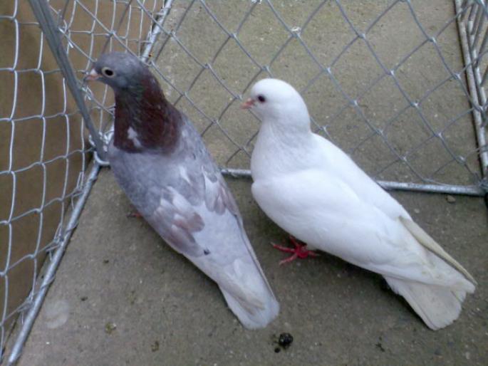 tobosari_arabi - POZE PORUMBEI ALBUM 2