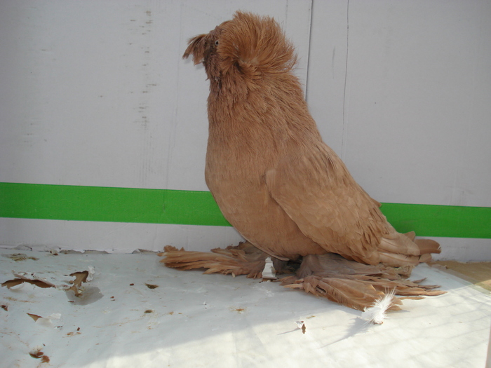 tobosarmare1 - POZE PORUMBEI ALBUM 2