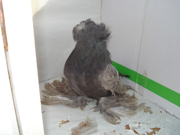 tobosarmare2 - POZE PORUMBEI ALBUM 2